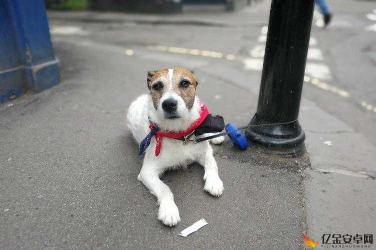 狗狗射速好烫太怕了春雨医生：宠物健康小知识