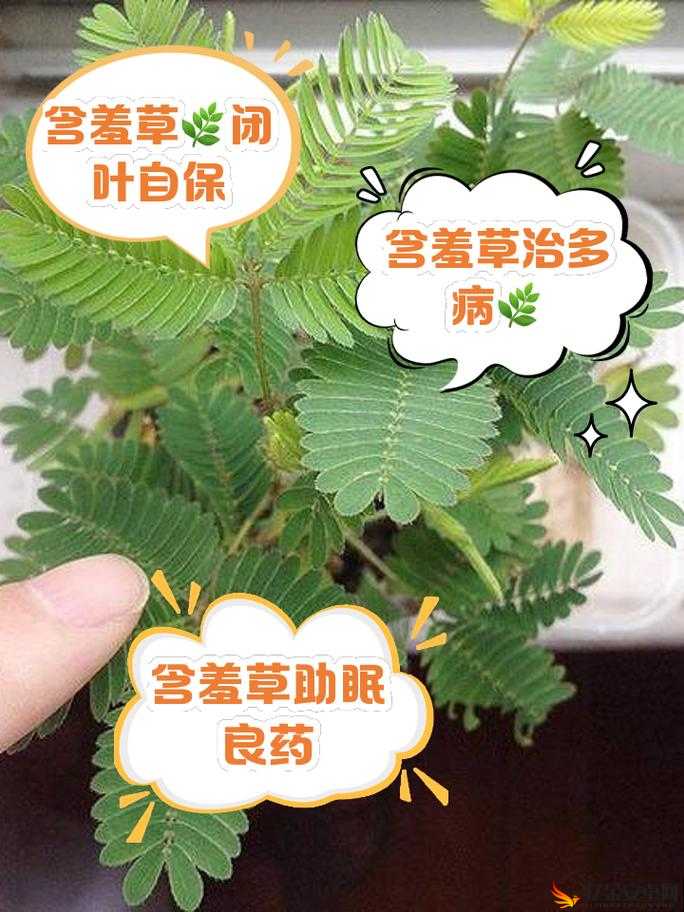 含羞草、四叶草、三叶草的奇妙世界